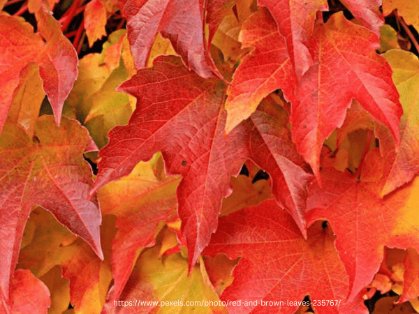 We are sending our best wishes on First Day of Autumn 2025